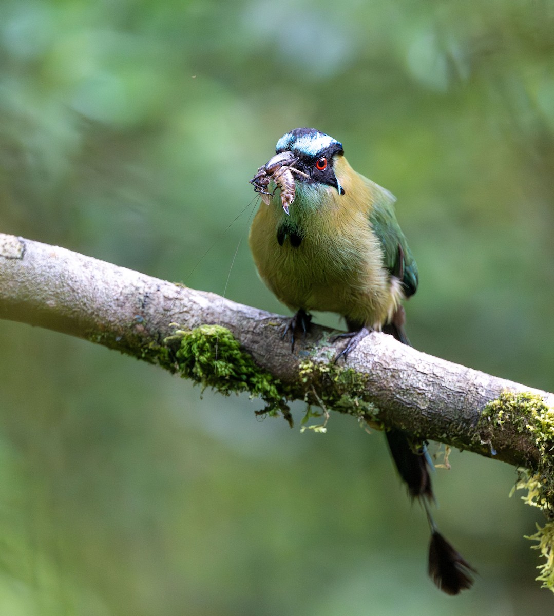 Andean Motmot - ML645930863