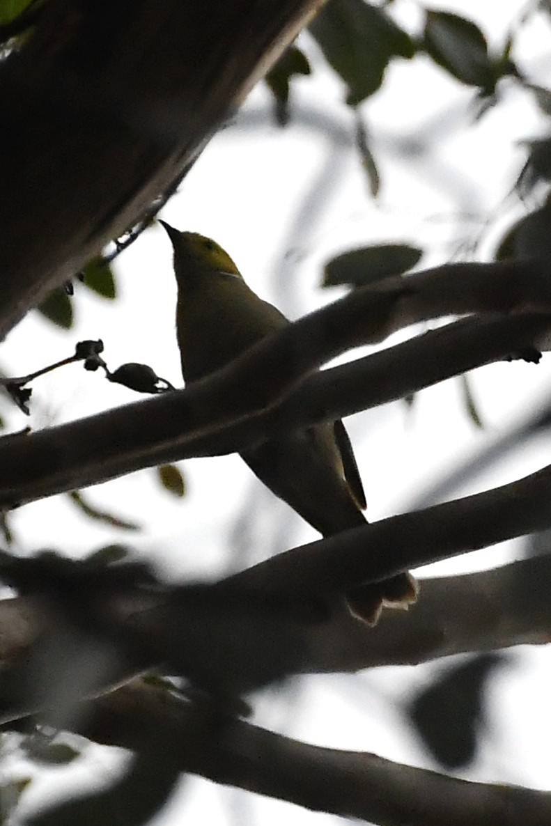 White-plumed Honeyeater - ML645930864
