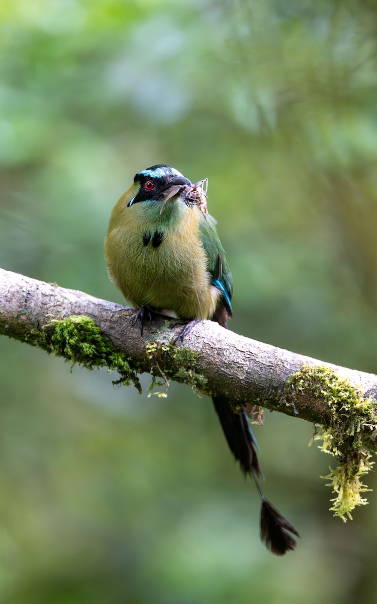 Andean Motmot - ML645930865