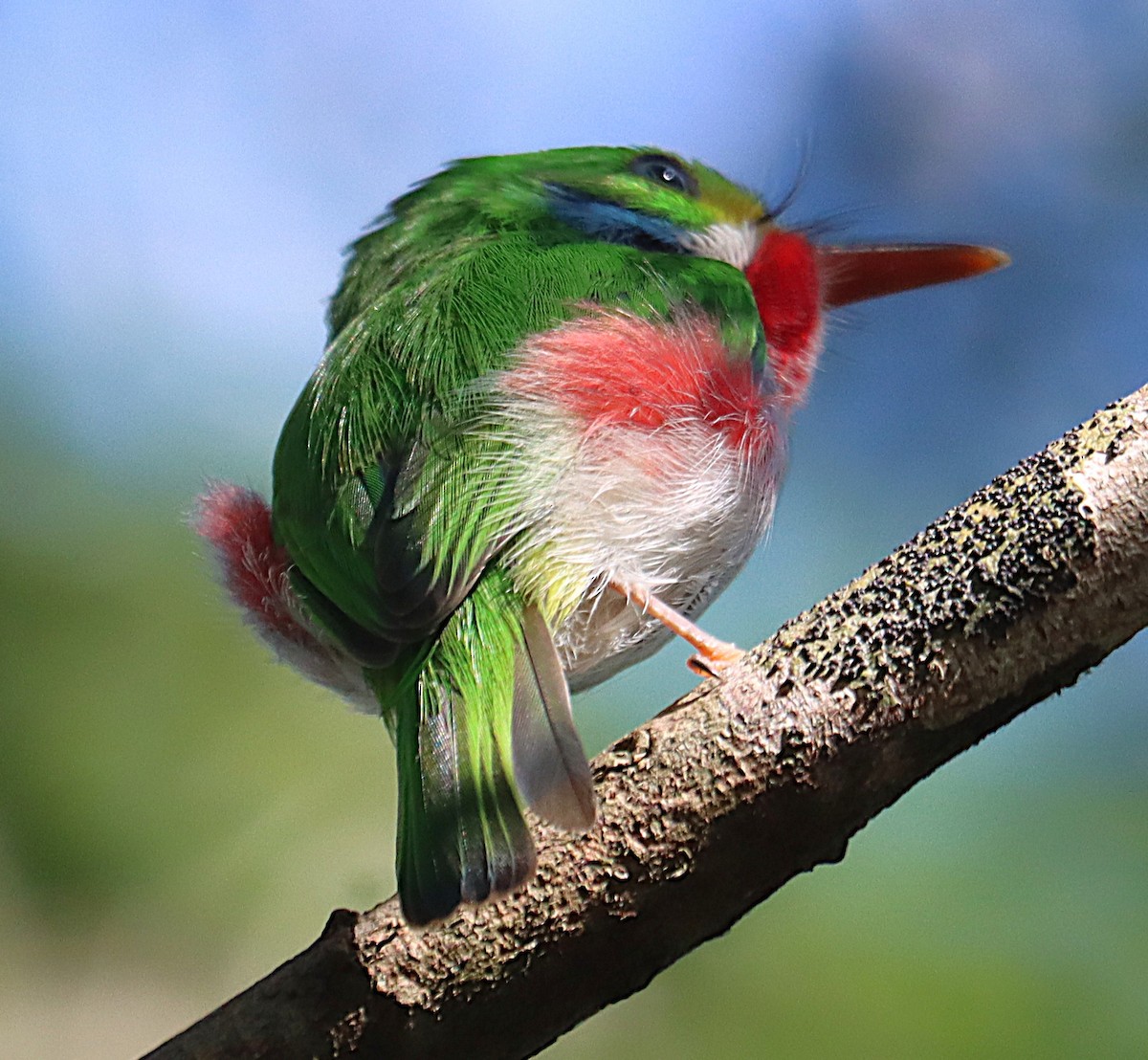 Cuban Tody - ML645930866