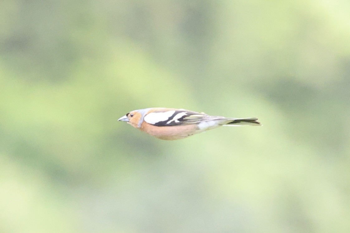 Common Chaffinch - ML645930867