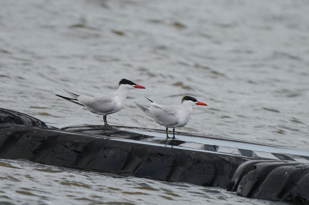 Caspian Tern - ML645930868
