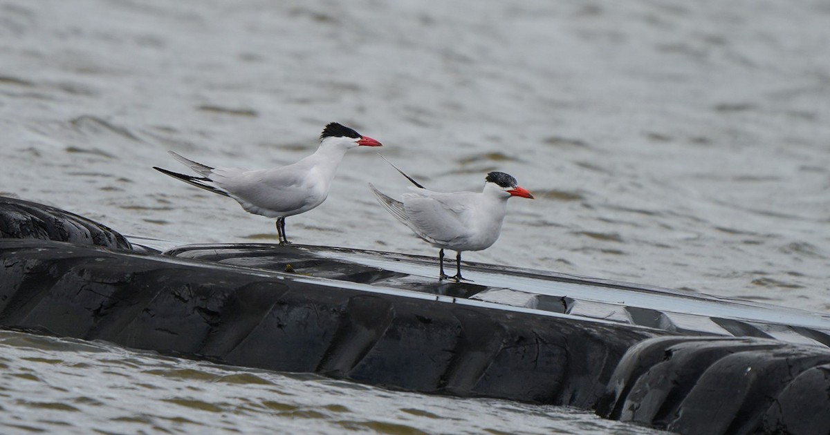 Caspian Tern - ML645930869
