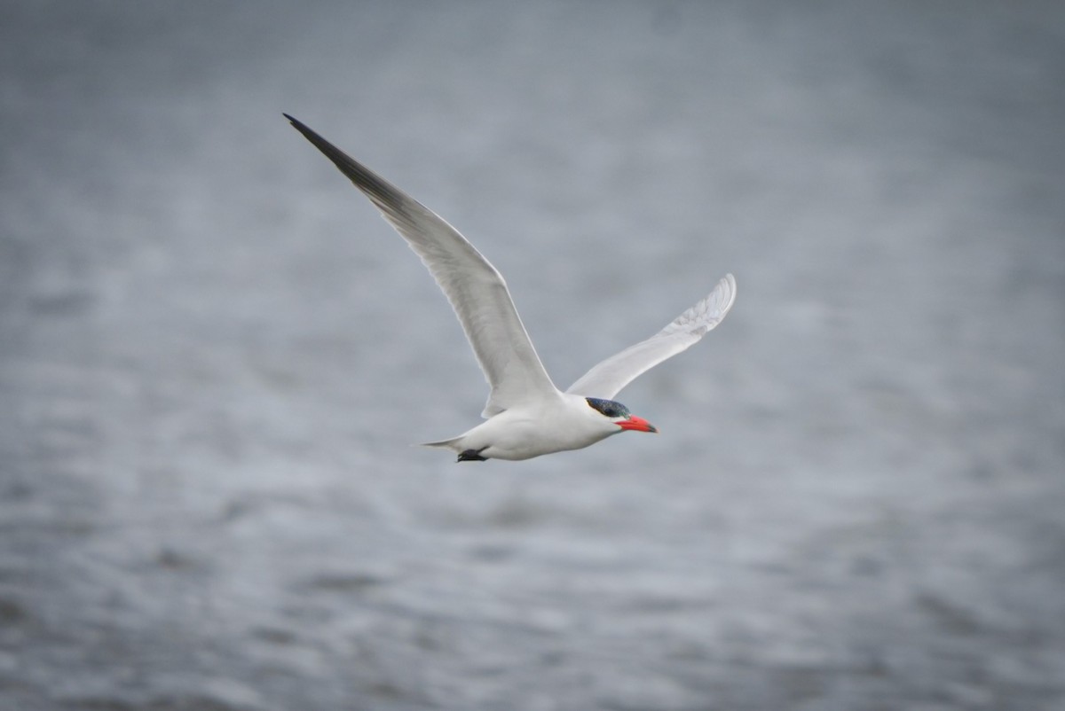 Caspian Tern - ML645930870