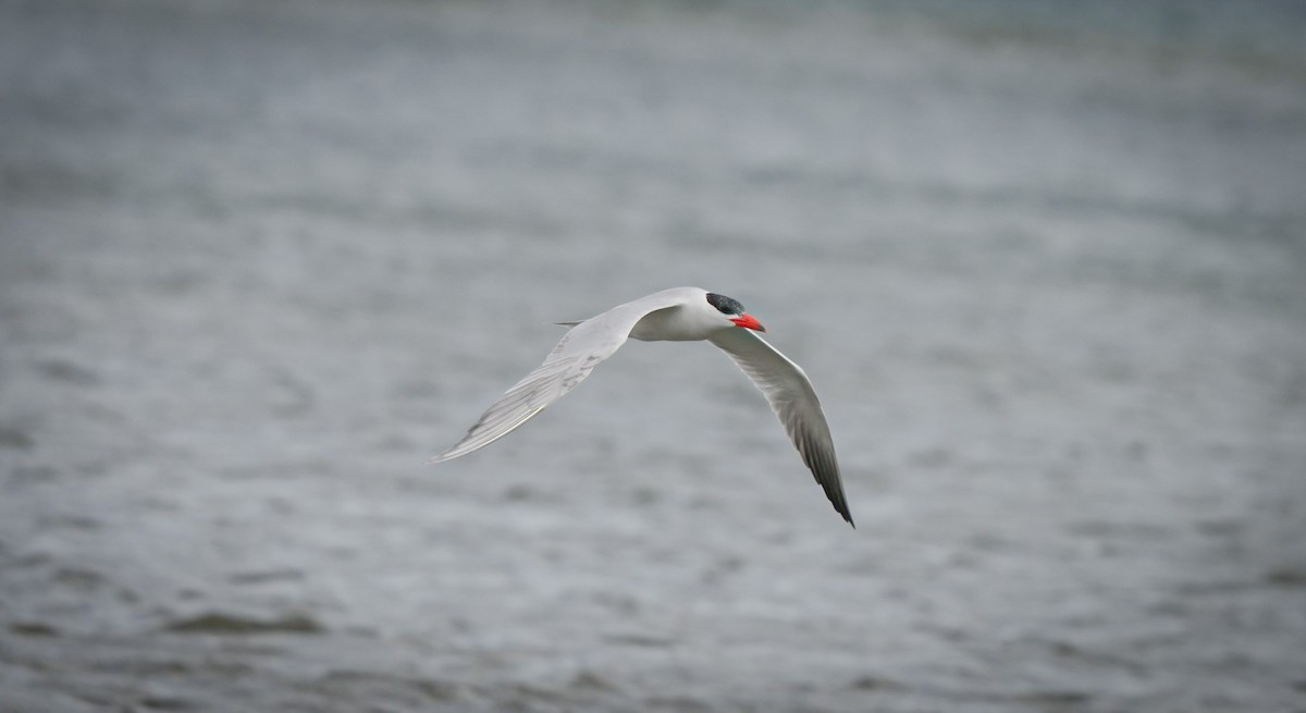Caspian Tern - ML645930871