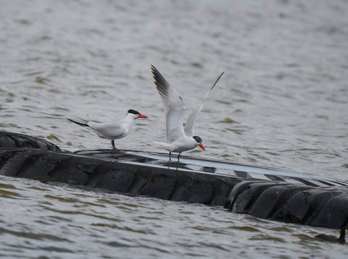 Caspian Tern - ML645930872