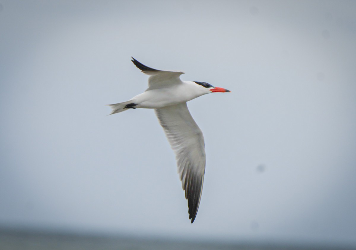 Caspian Tern - ML645930873