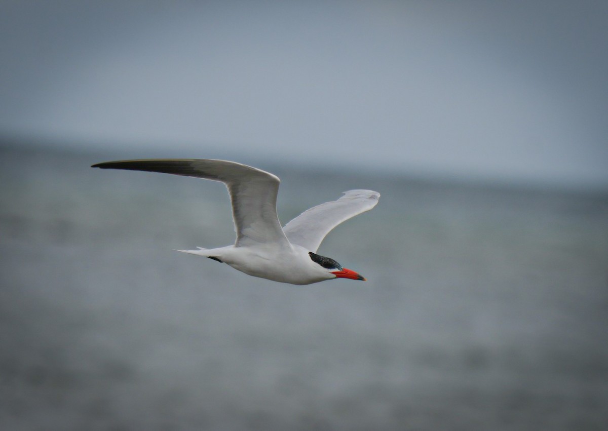 Caspian Tern - ML645930874