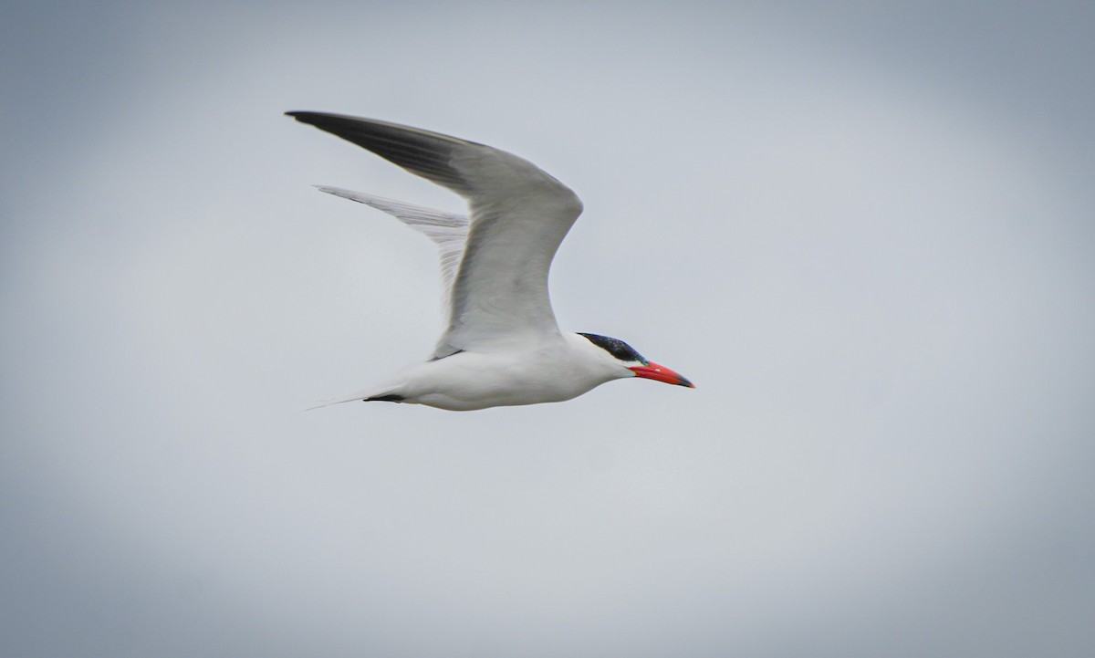 Caspian Tern - ML645930875