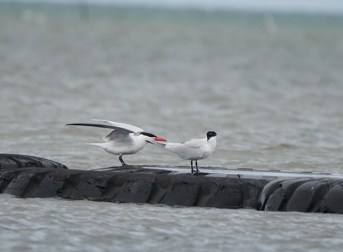 Caspian Tern - ML645930876