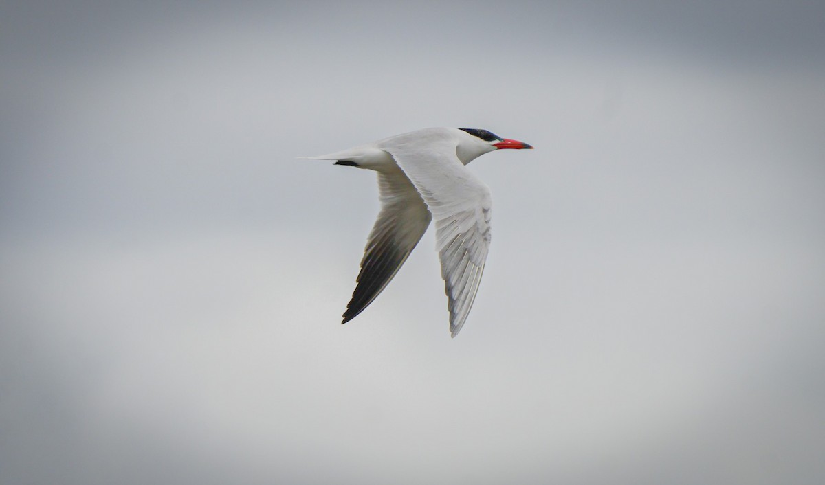 Caspian Tern - ML645930877