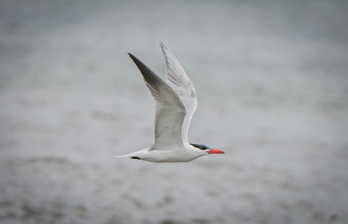 Caspian Tern - ML645930878