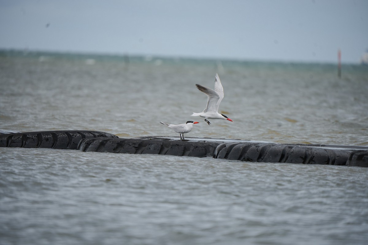 Caspian Tern - ML645930879