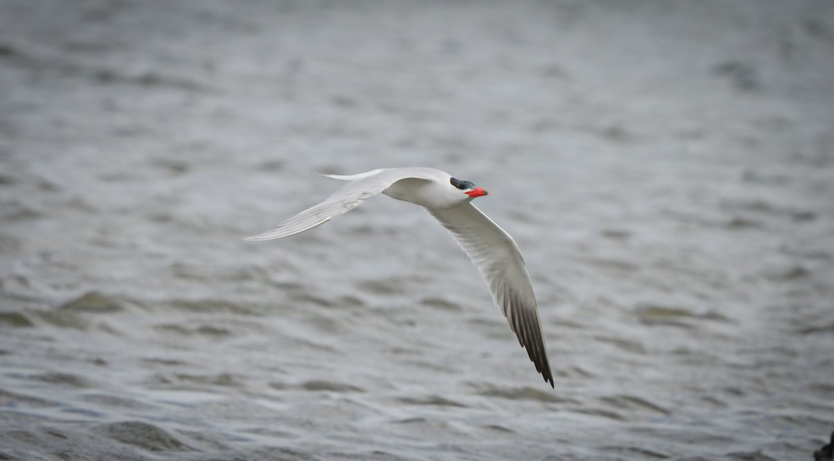 Caspian Tern - ML645930880