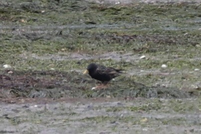 European Starling - ML645930882