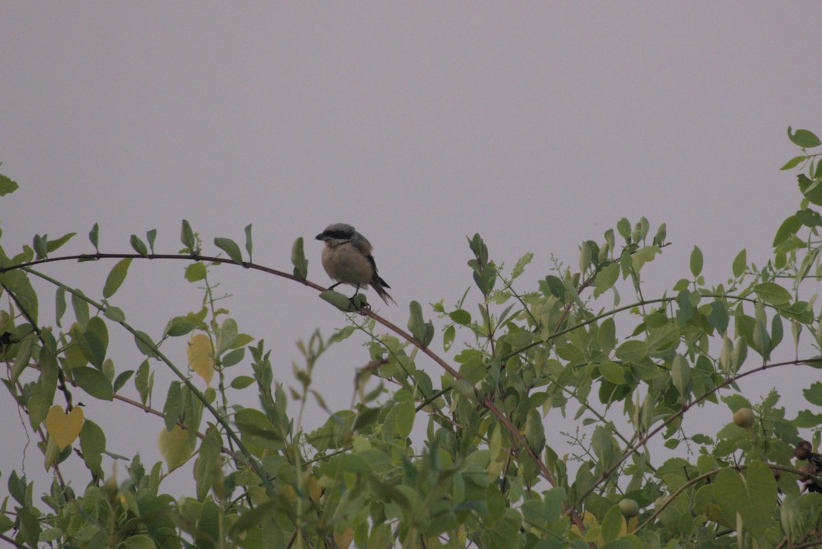 Long-tailed Shrike - ML645930883