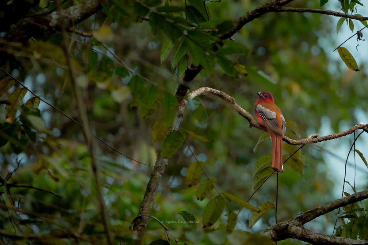Red-headed Trogon - ML645930885