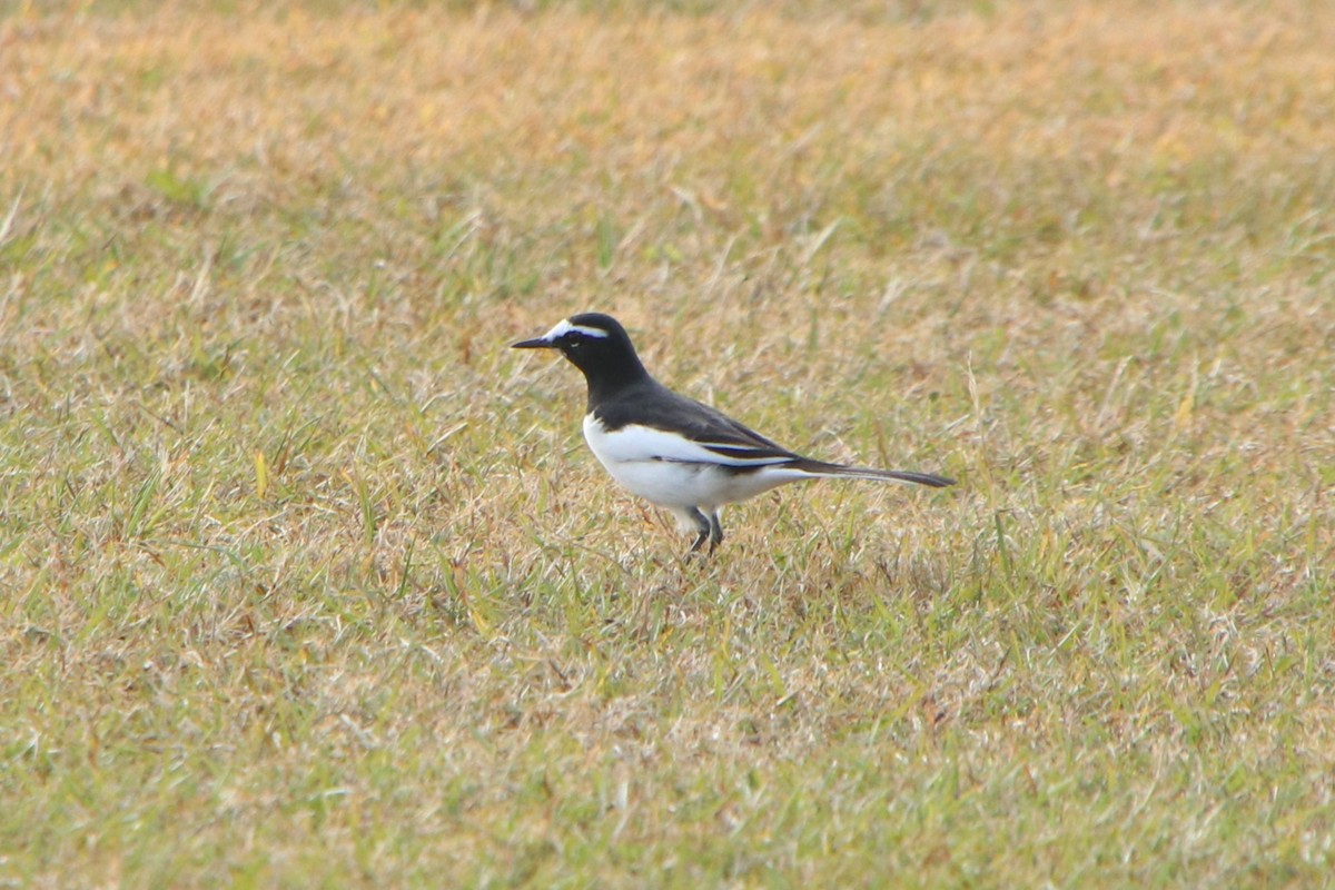 Плиска японська - ML645930891