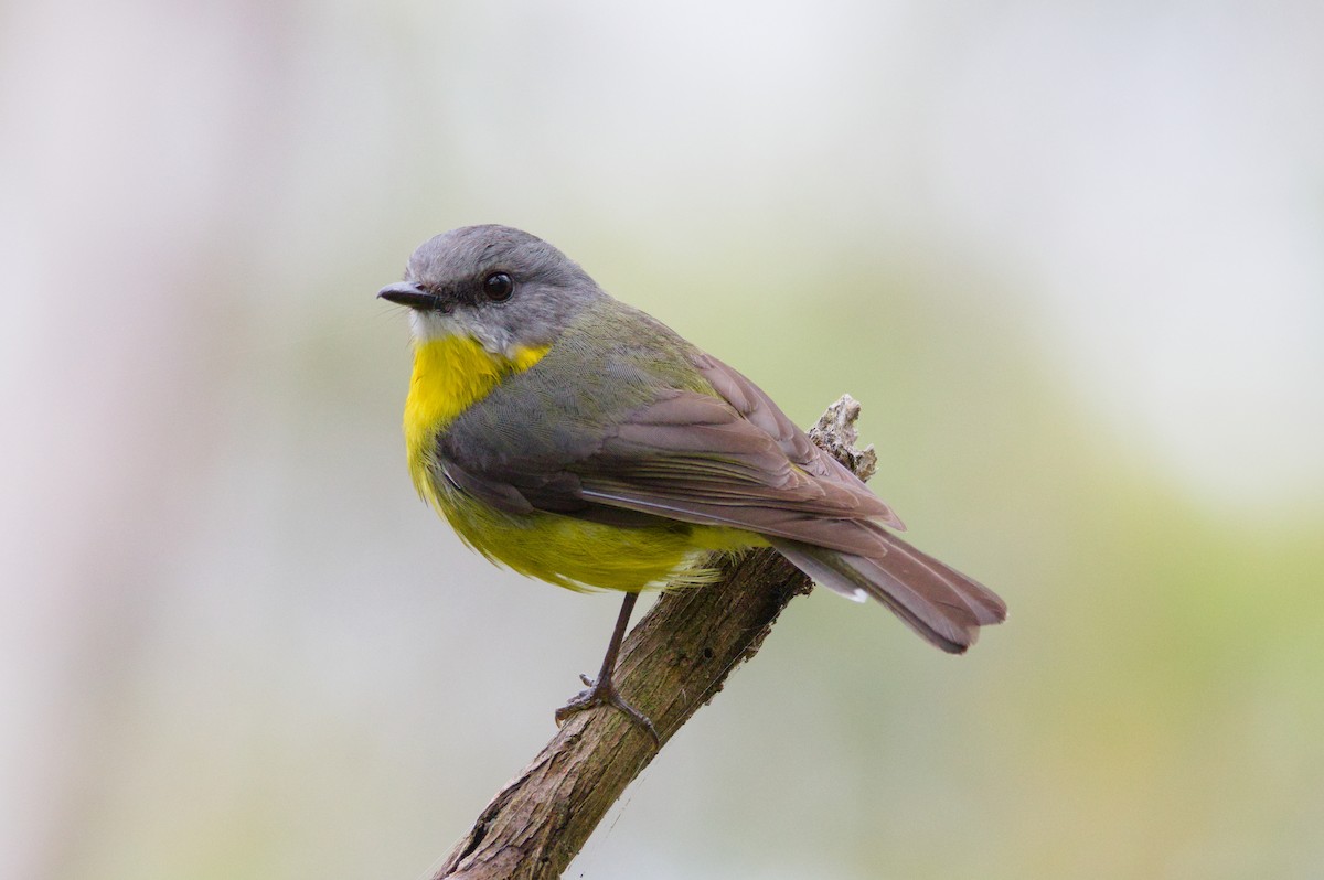 gulbrystflueskvett - ML645930916