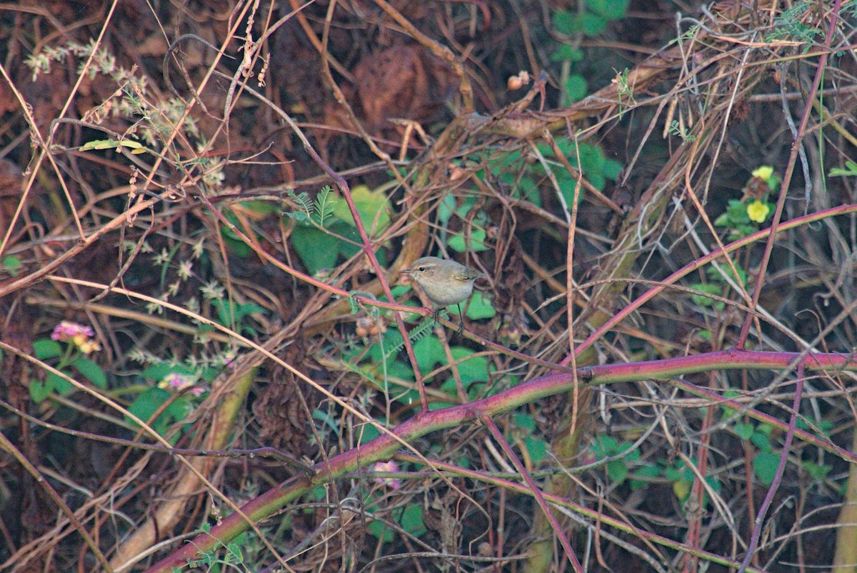 Pouillot véloce - ML645930925