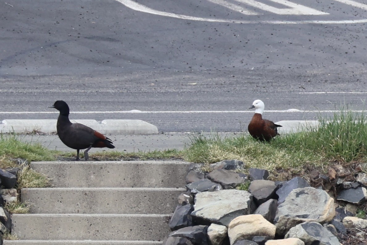 クロアカツクシガモ - ML645930926