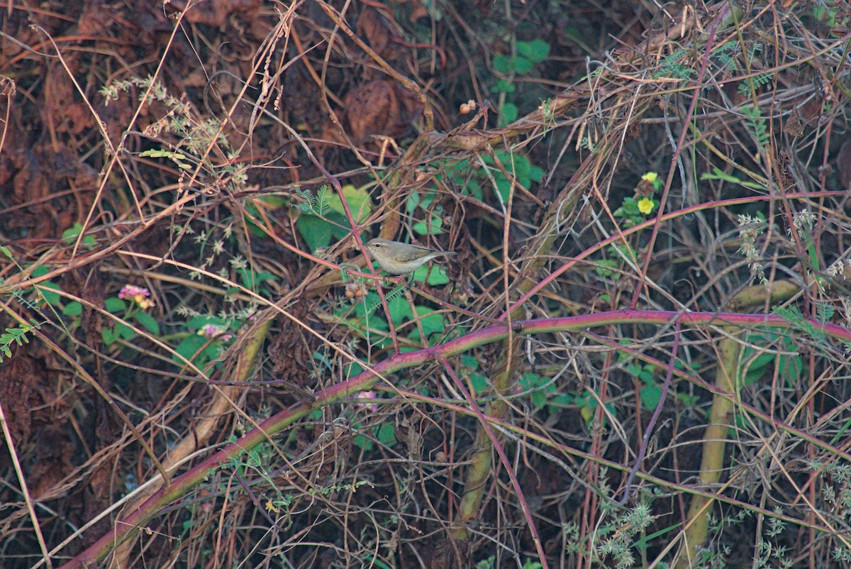 Common Chiffchaff - ML645930936