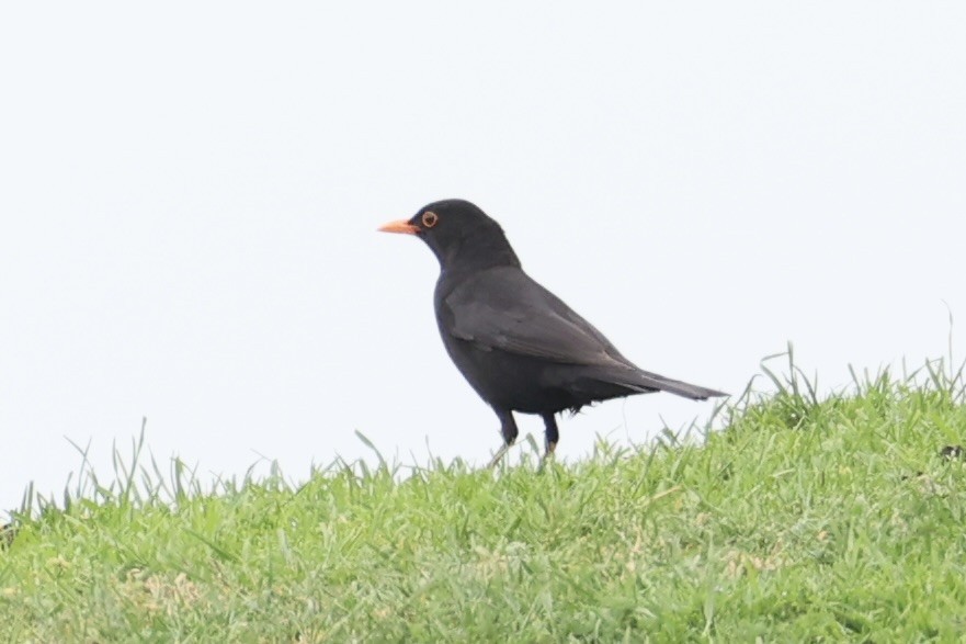 Eurasian Blackbird - ML645930937