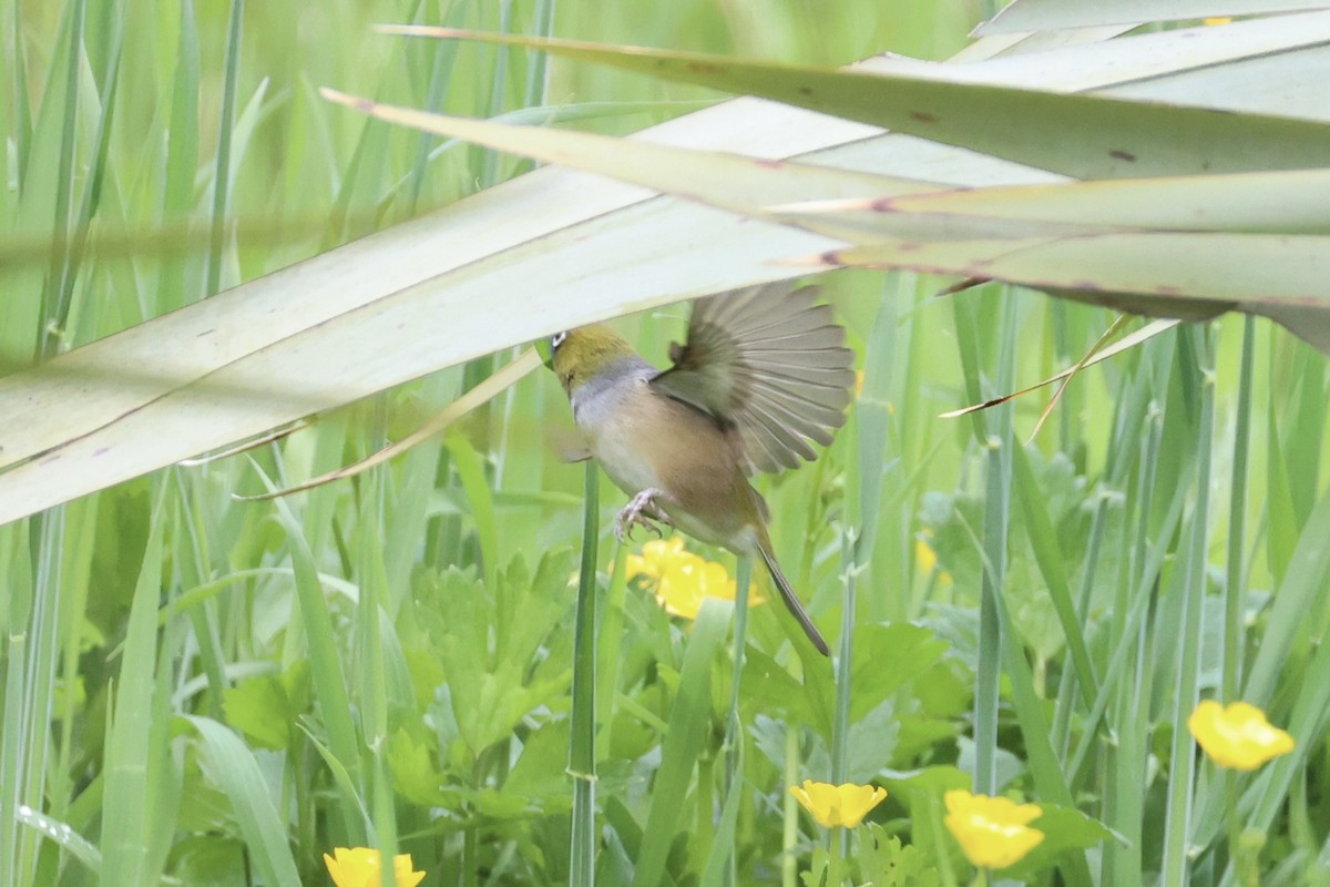 Silvereye - ML645930938