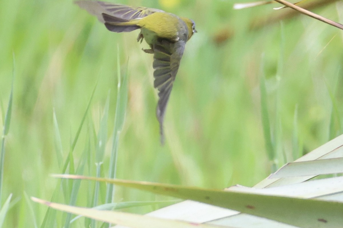 Silvereye - ML645930939