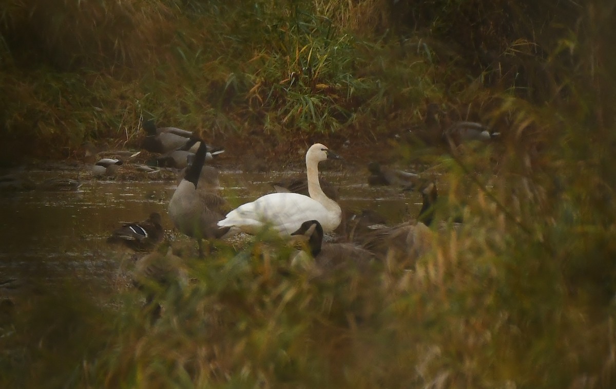 Tundra Swan - ML645930940