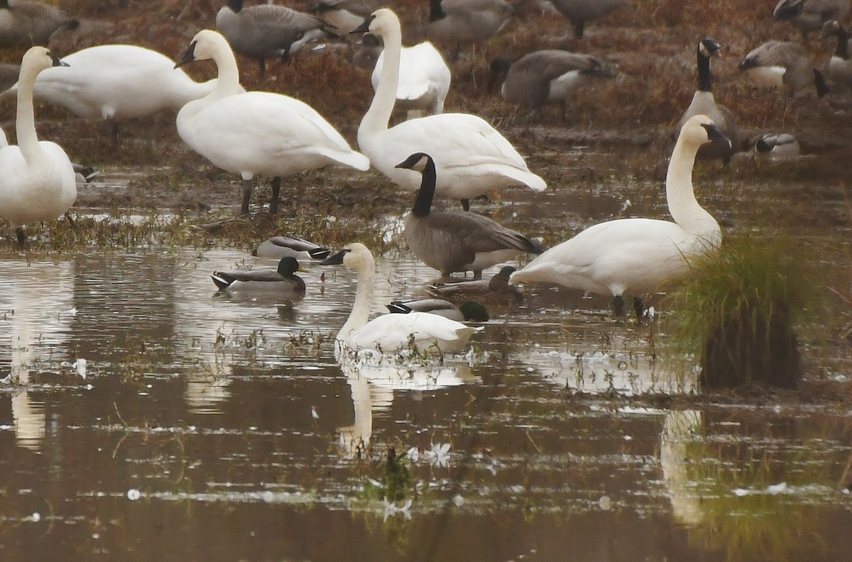 Tundra Swan - ML645930941