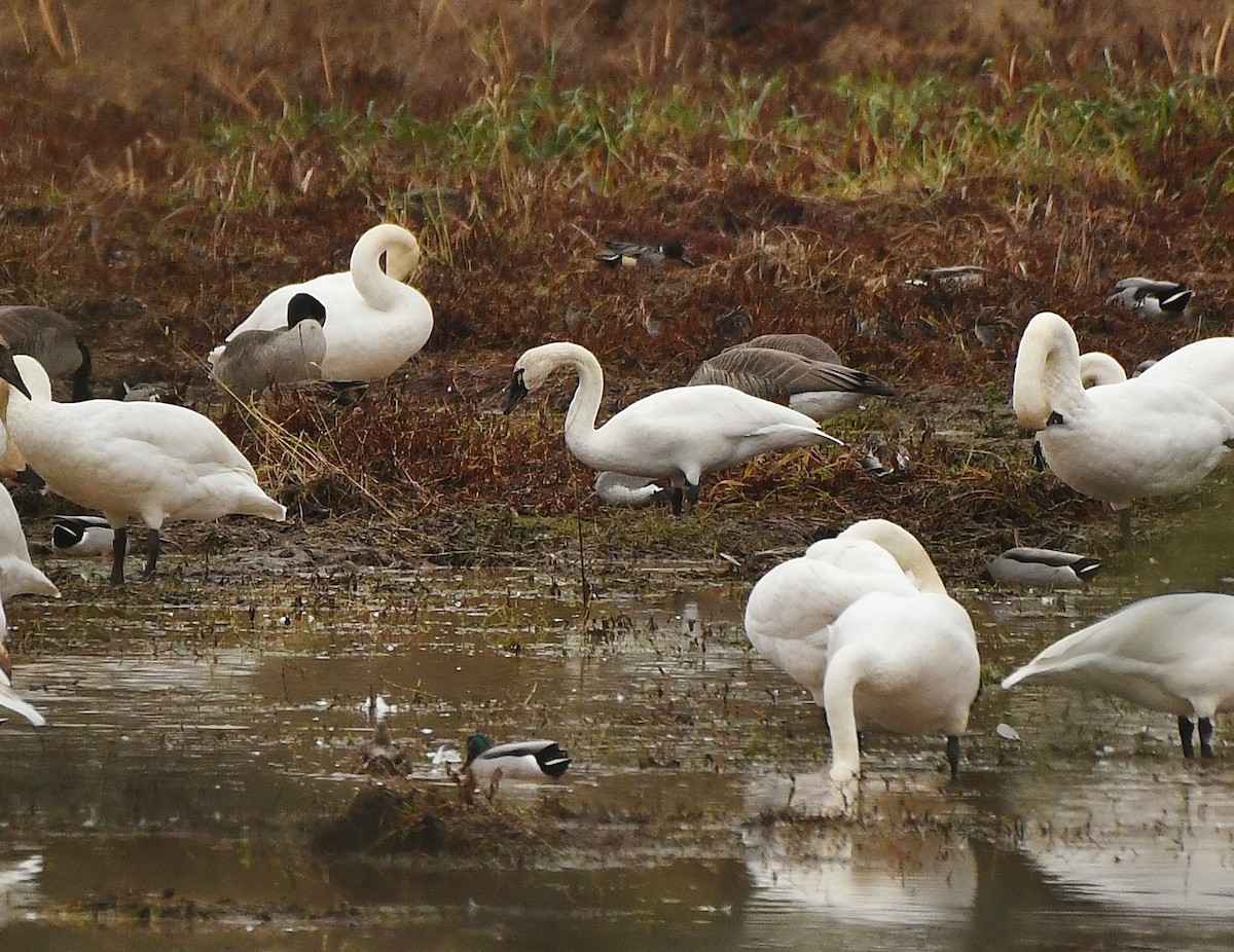 Tundra Swan - ML645930942
