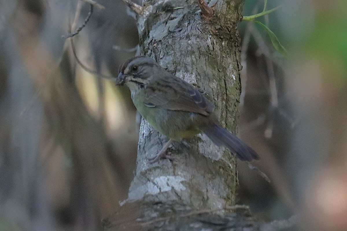 Zapata Sparrow - ML645930943