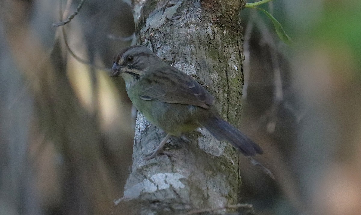 Zapata Sparrow - ML645930944