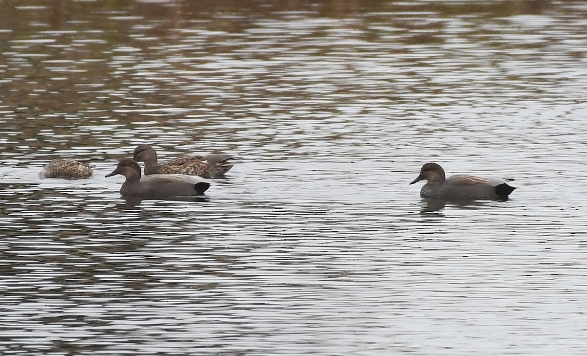 Gadwall - ML645930945