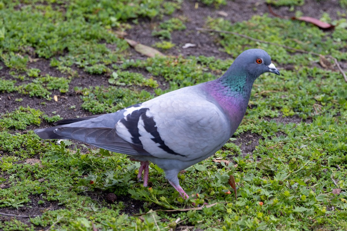 Rock Pigeon (Feral Pigeon) - ML645930946