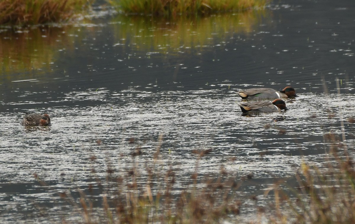 Green-winged Teal - ML645930947