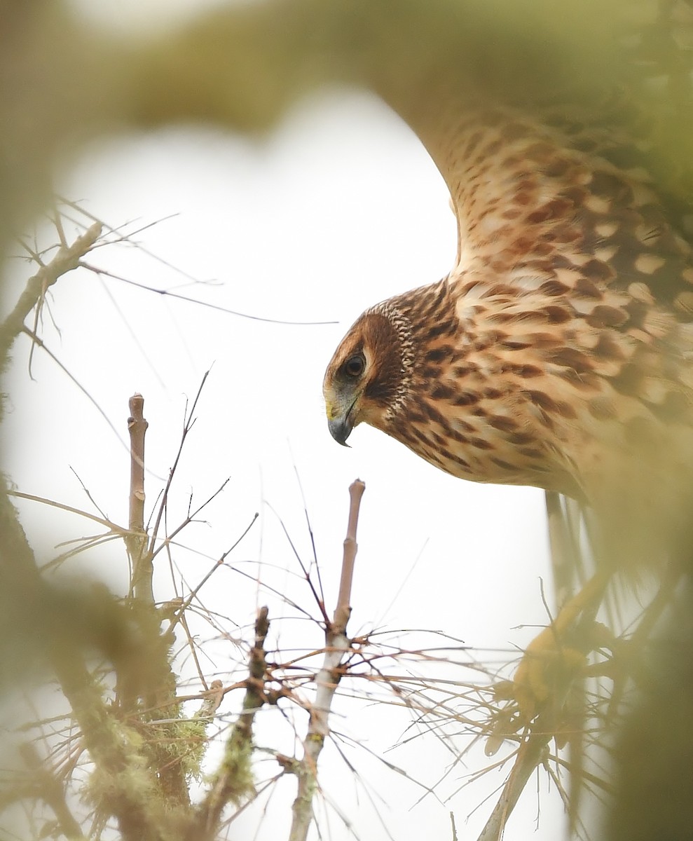 Northern Harrier - ML645930948