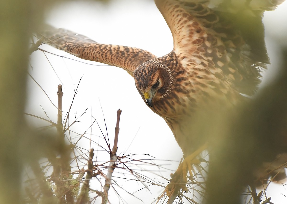 Northern Harrier - ML645930949