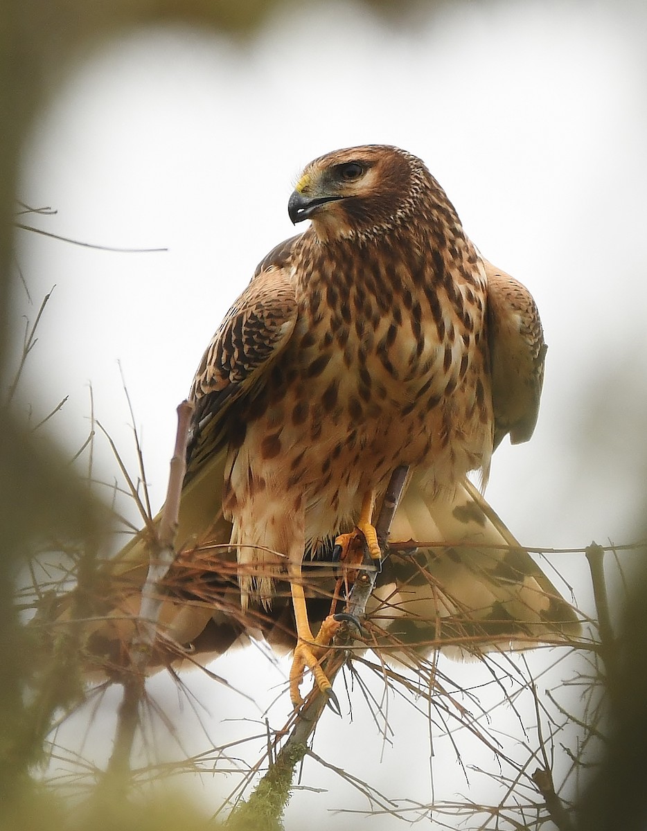 Northern Harrier - ML645930950