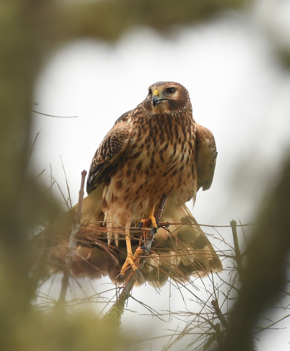 Northern Harrier - ML645930951