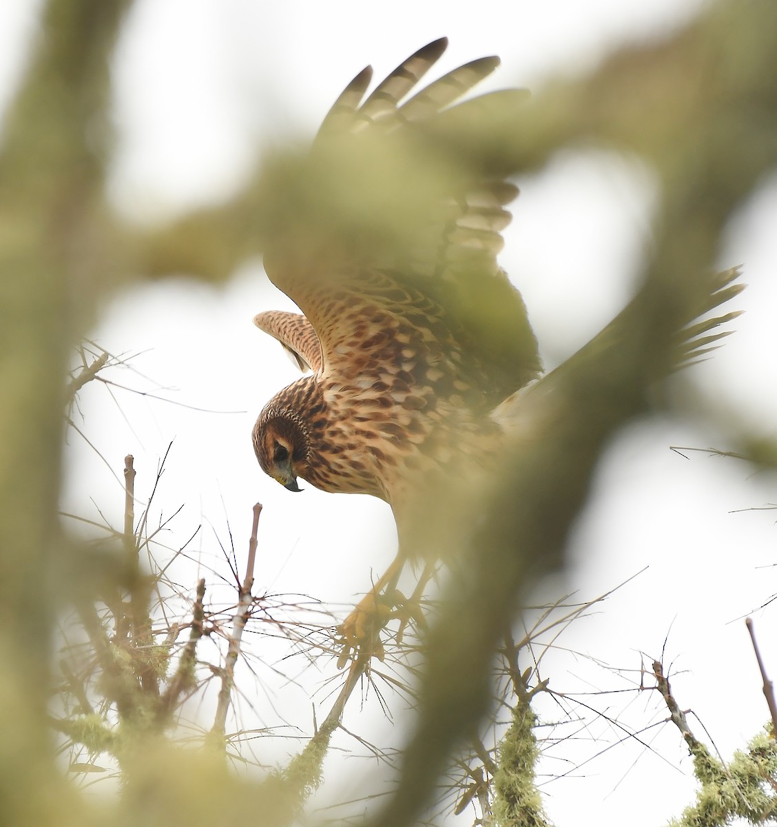 Northern Harrier - ML645930952