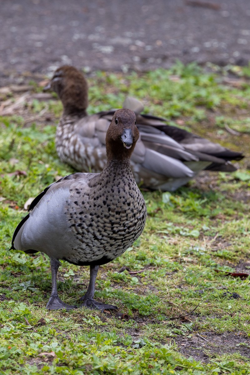 Maned Duck - ML645930953