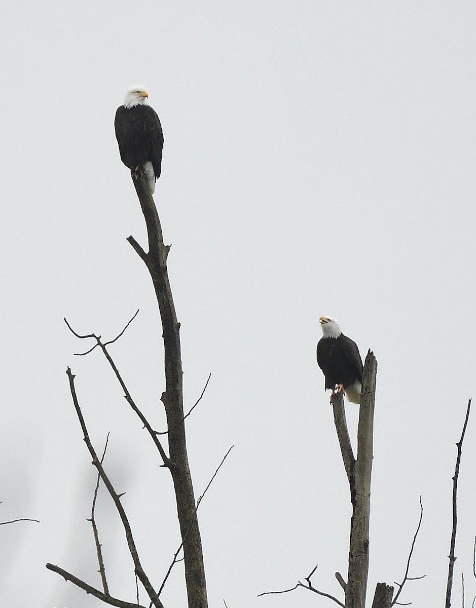 Bald Eagle - ML645930956