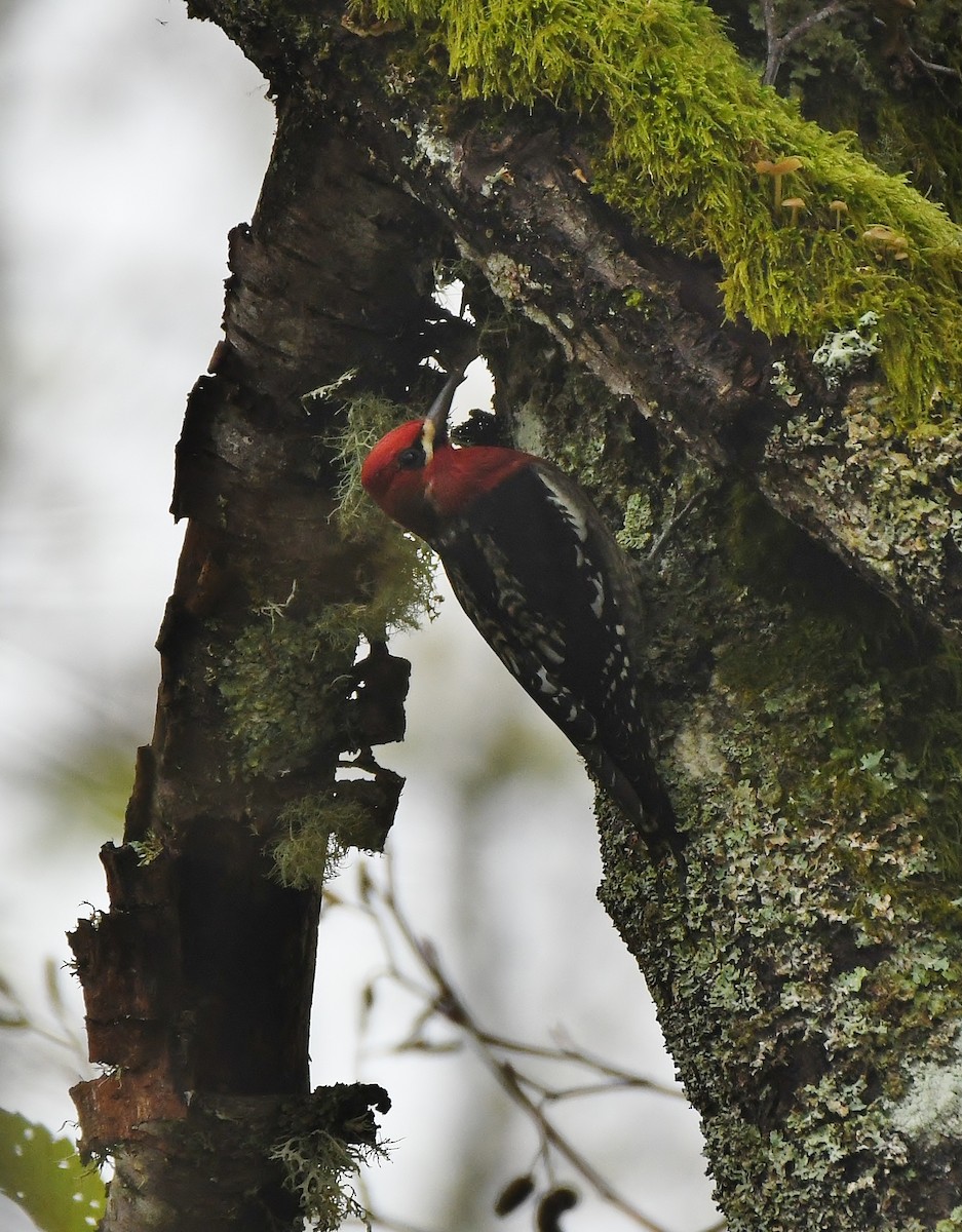 Red-breasted Sapsucker - ML645930957
