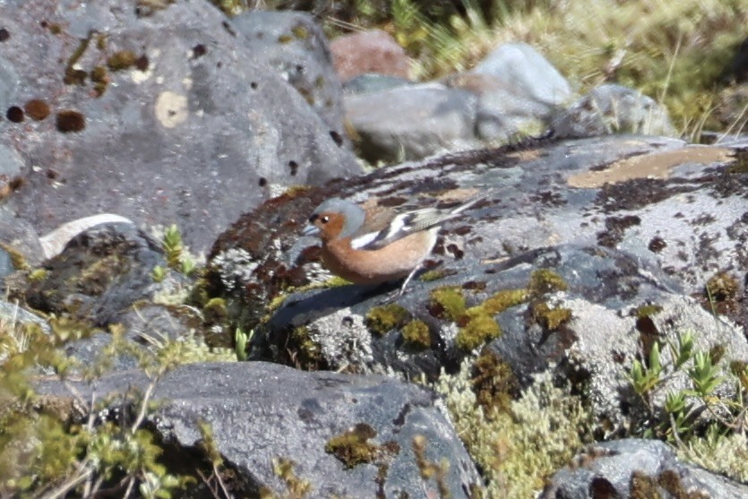 Common Chaffinch - ML645930959