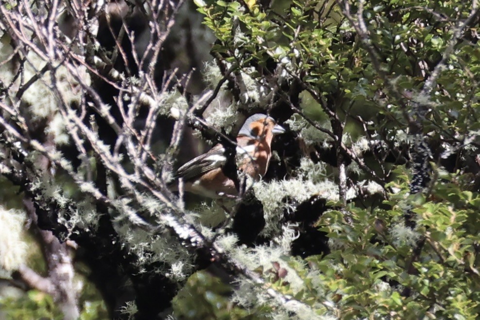 Common Chaffinch - ML645930960