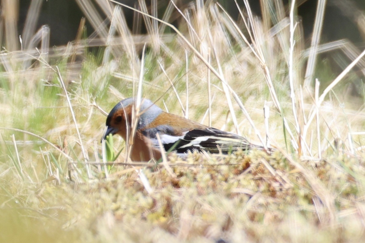 Common Chaffinch - ML645930961