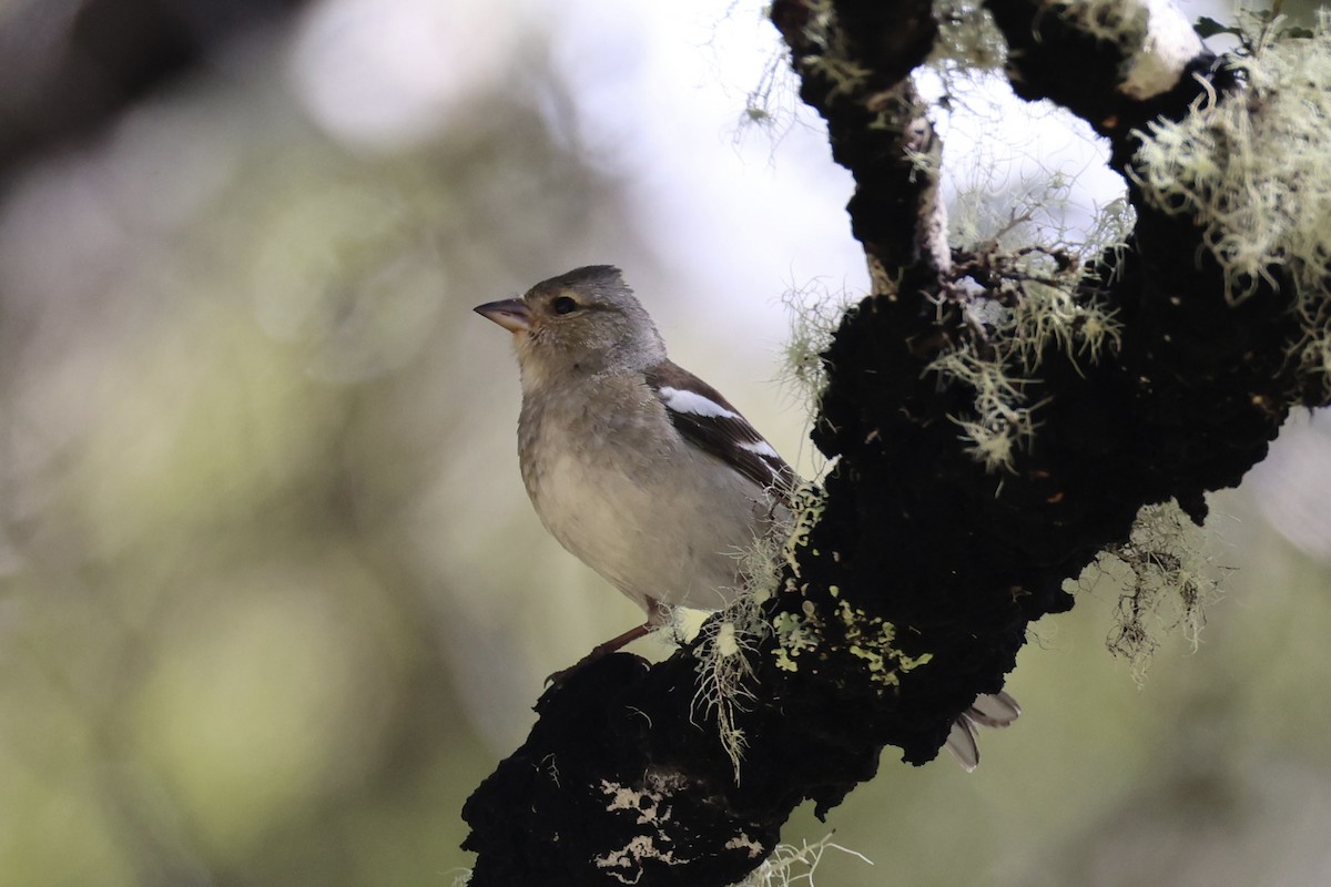 Common Chaffinch - ML645930962
