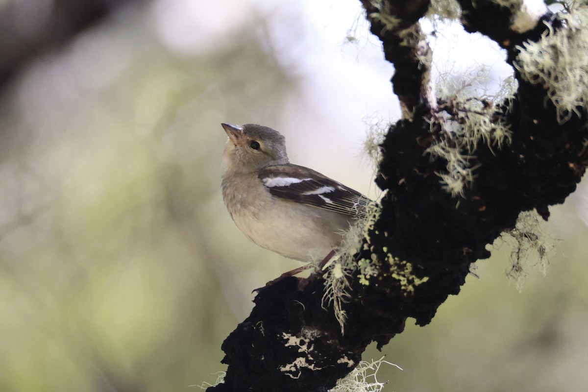 Common Chaffinch - ML645930963